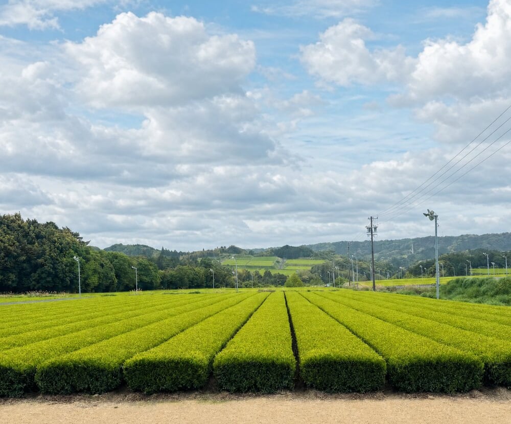 A tea field in Japan under a bright sky