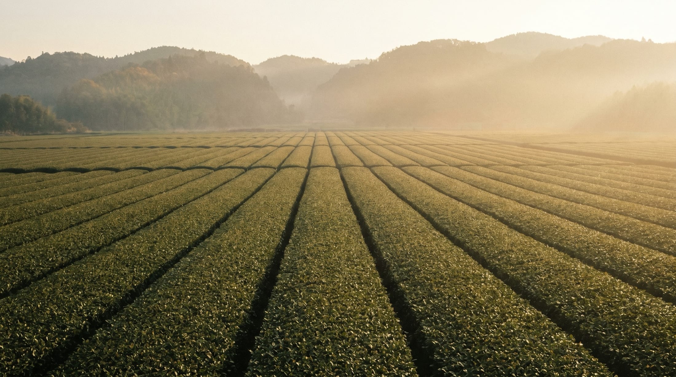A Japanese tea field at harvest stretching to the hills