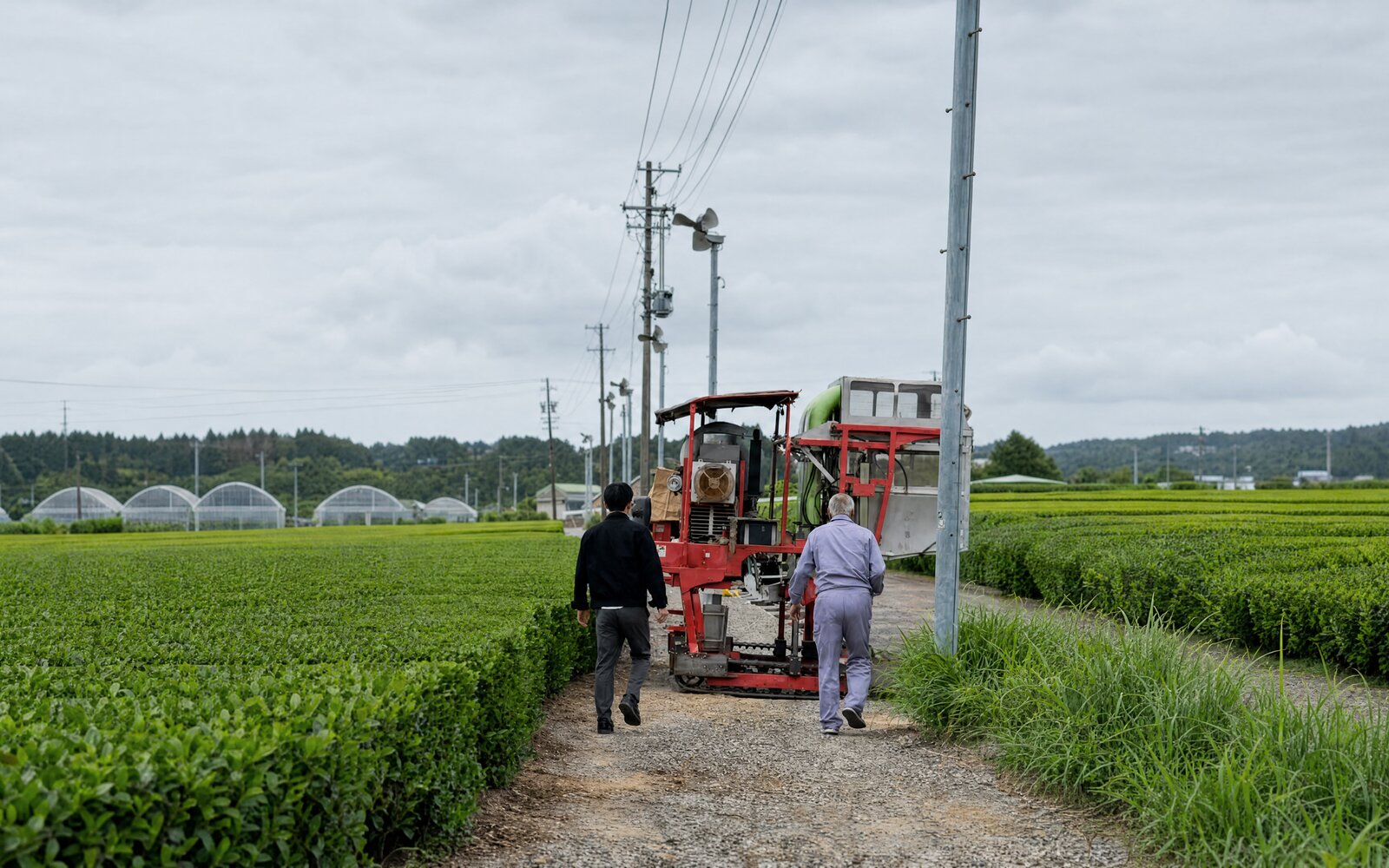 A Hisa Matcha sourcing visit at a Japanese tea farm