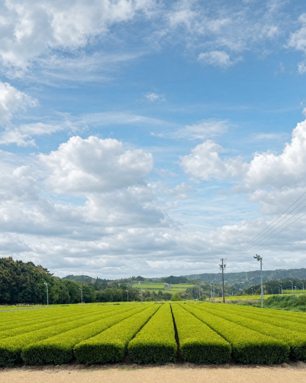 A Japanese tea field under open sky