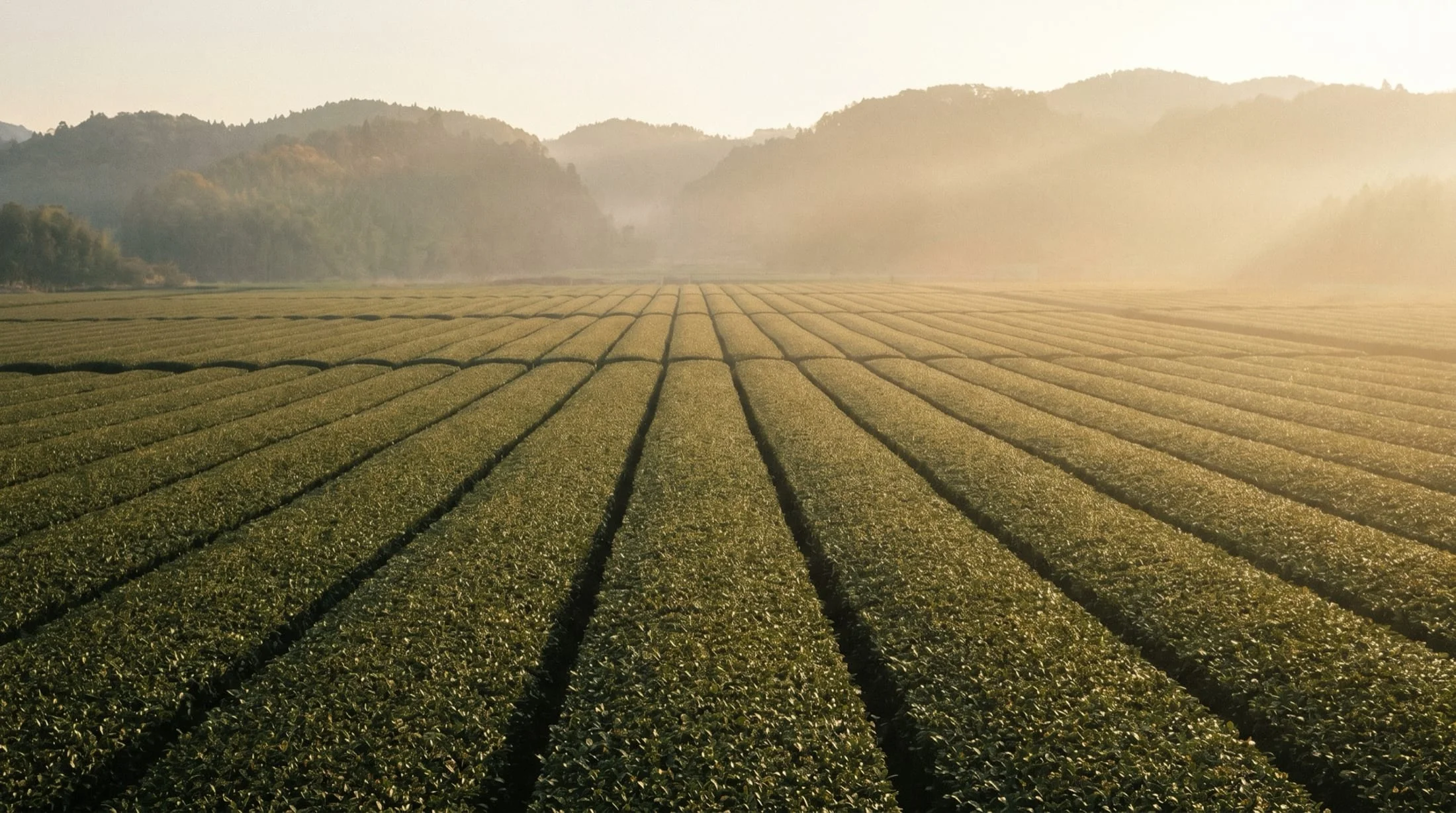 A Japanese tea field at harvest stretching to the hills