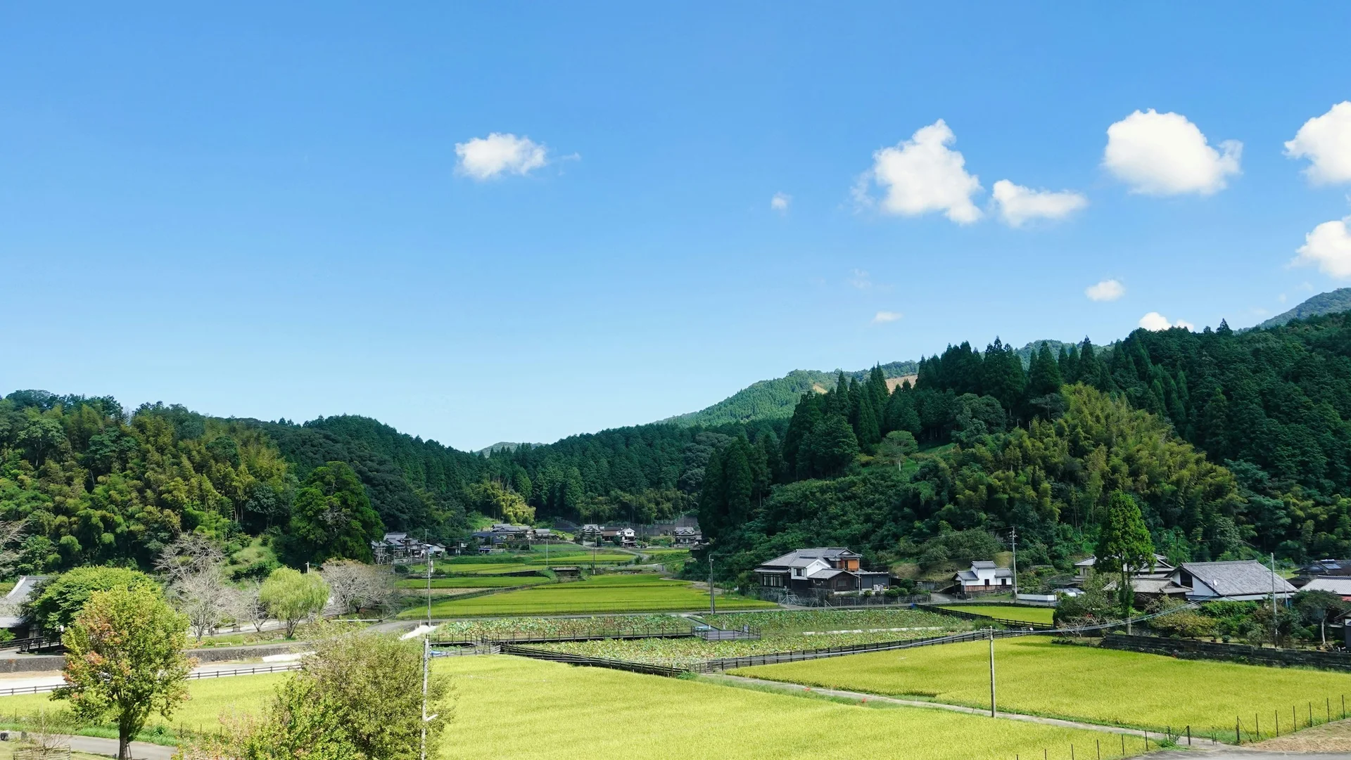 Cover image for Japan's new GI standard for Japanese tea: what it means for U.S. cafe buyers