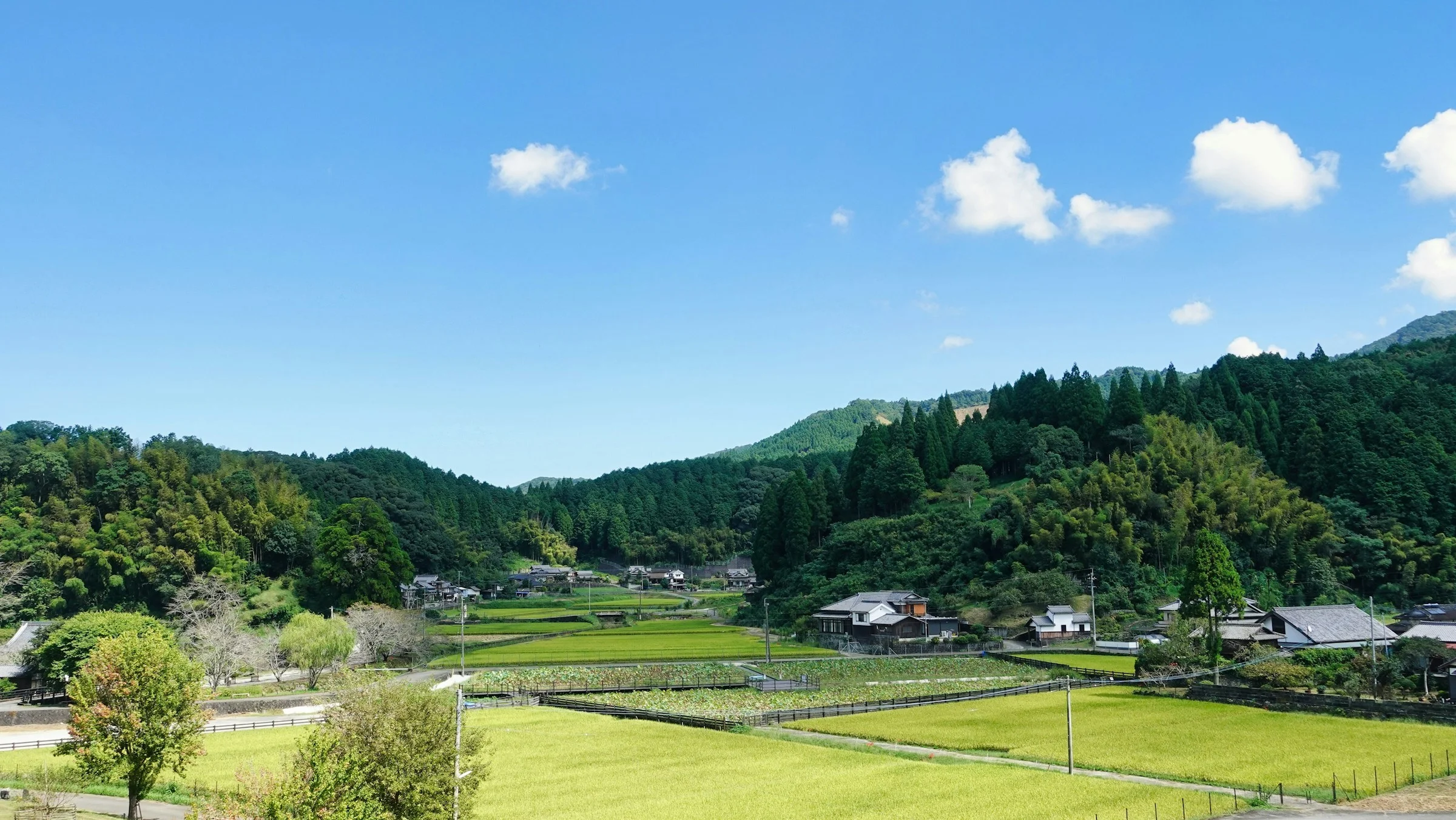 Cover image for Japan's new GI standard for Japanese tea: what it means for U.S. cafe buyers