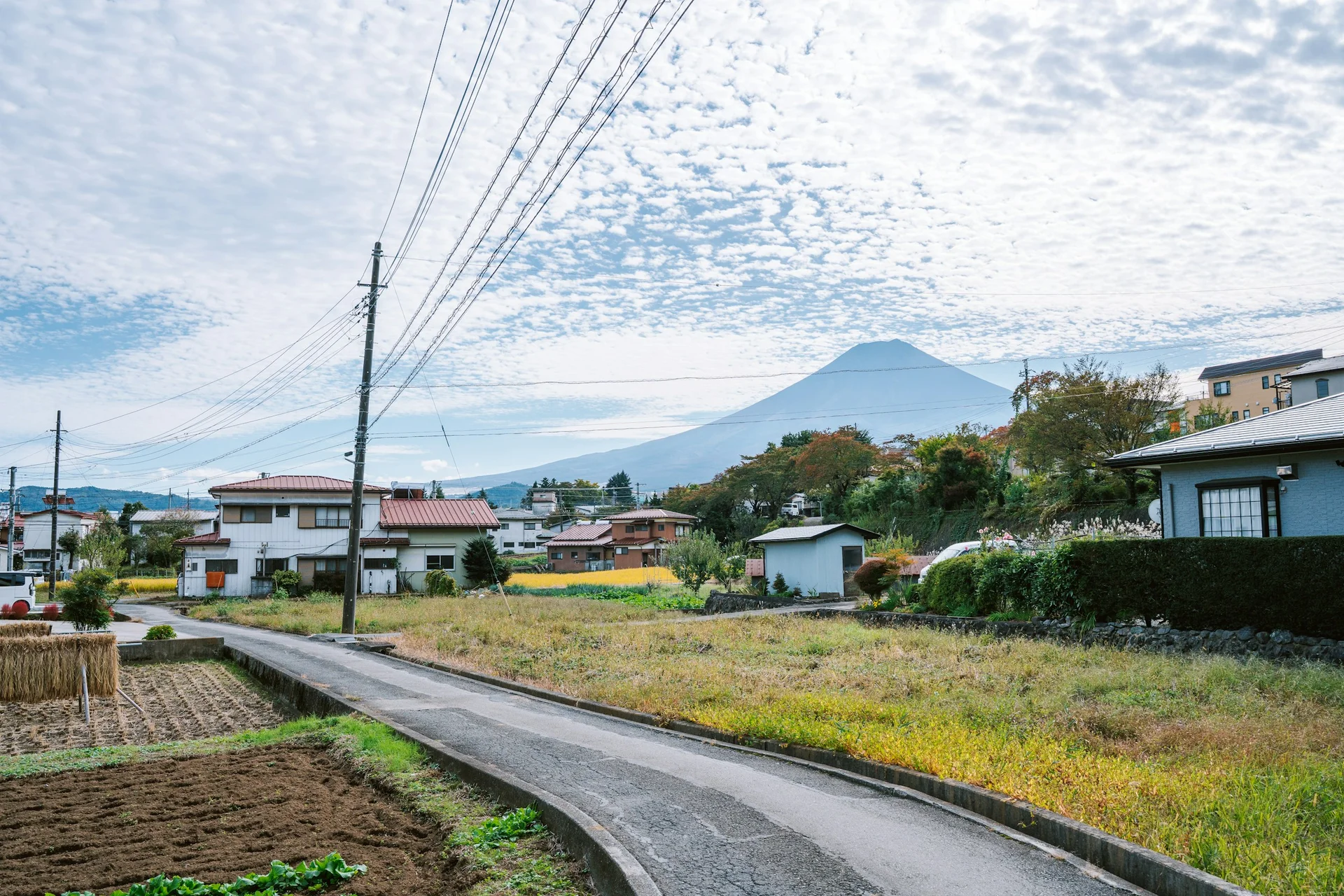 Cover image for Why the Matcha Boom Is Bankrupting Japanese Tea Farms (And What It Means for Your Cafe)