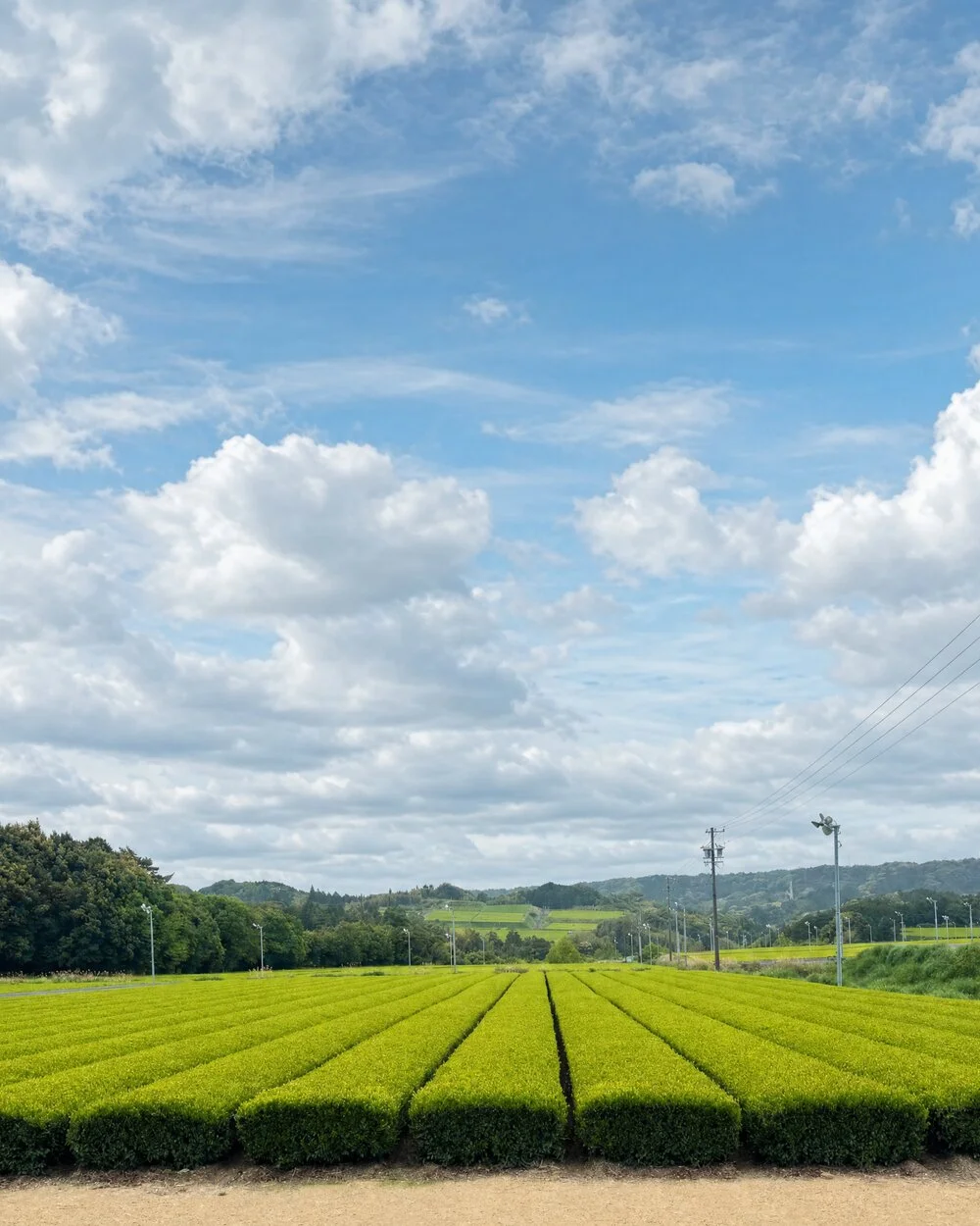 A Japanese tea field under open sky