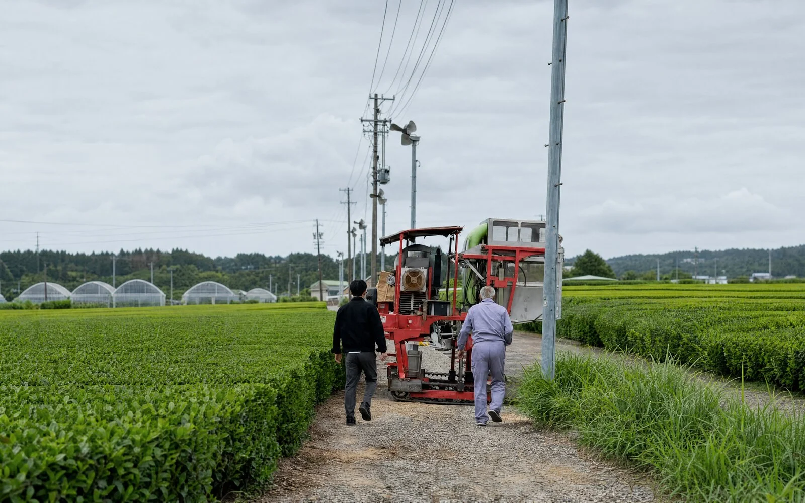 A Hisa Matcha sourcing visit at a Japanese tea farm