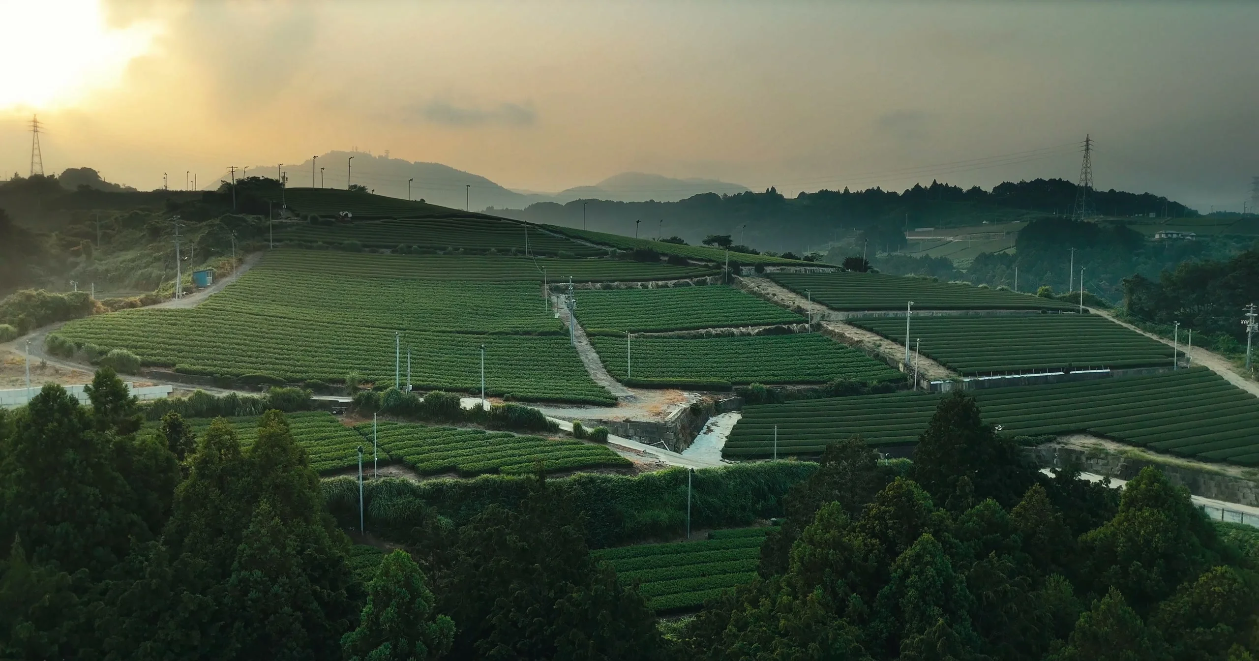 Tea fields at sunset in Japan, from the Hisa Matcha brand film