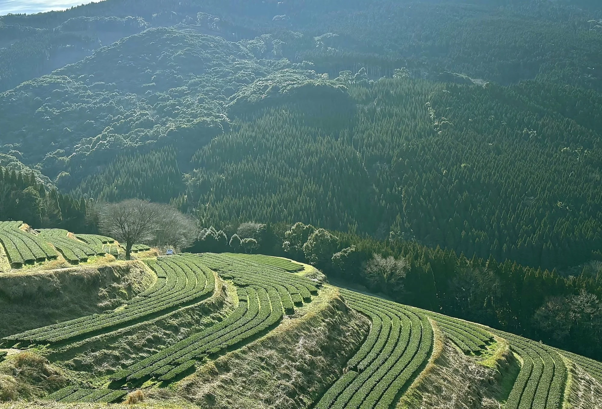 Rows of a shaded Japanese tea field
